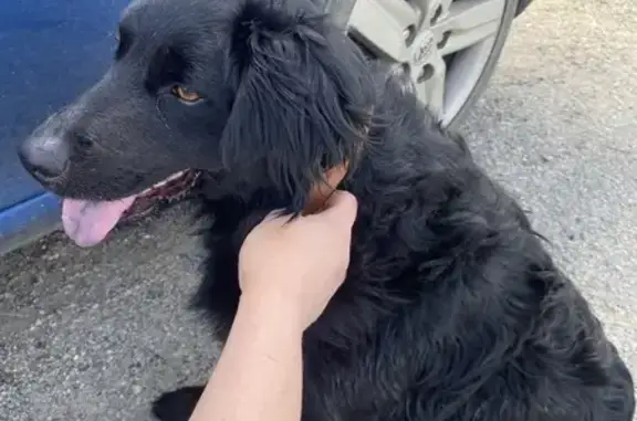 Chien perdu retrouvé à Monclar - photo