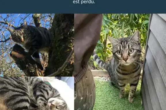 Chat perdu, Carcès, photo: Simba, chatte grise perdue à Carcès