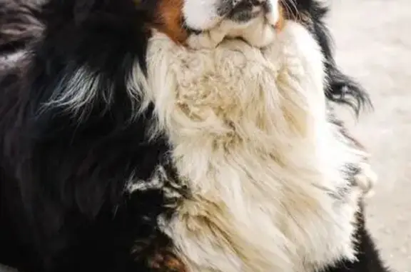 Chien perdu Saint-Paul-en-Pareds, photo : Bouvier Bernois Perdu - D 368