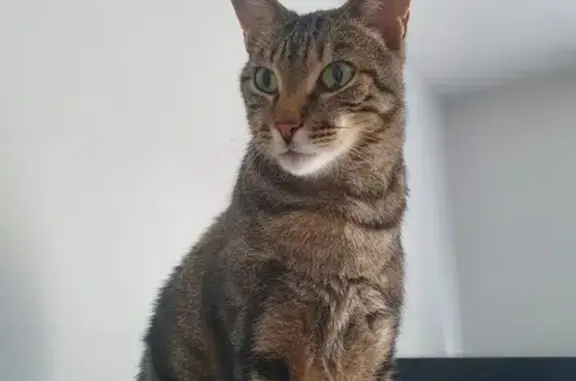 Chat perdu, Vaulx-en-Velin, photo: Chat perdu: Européen pucé, craintif