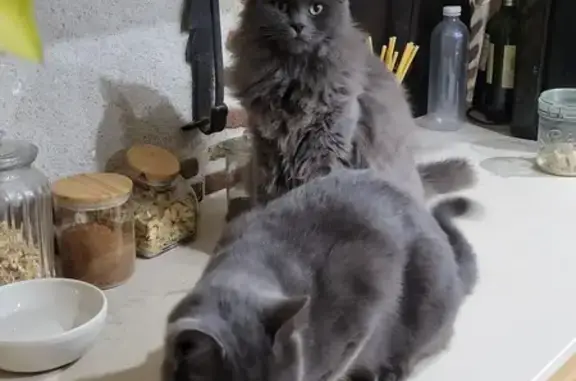 Animaux perdus , photo: Chat gris Patachou perdu à Soulangis