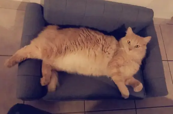Animaux perdus , photo: Chat roux dodu perdu à Grandchamp