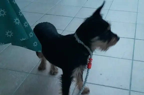 Animaux trouvés Saint-Loubès, photo: Petite chienne retrouvée saine