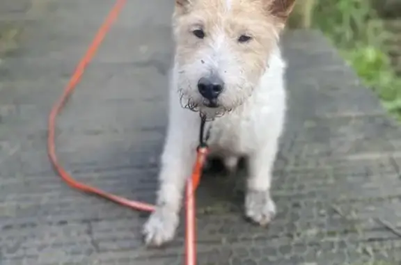 Animaux perdus Nantes, photo: Fox Terrier Perdu à Nantes
