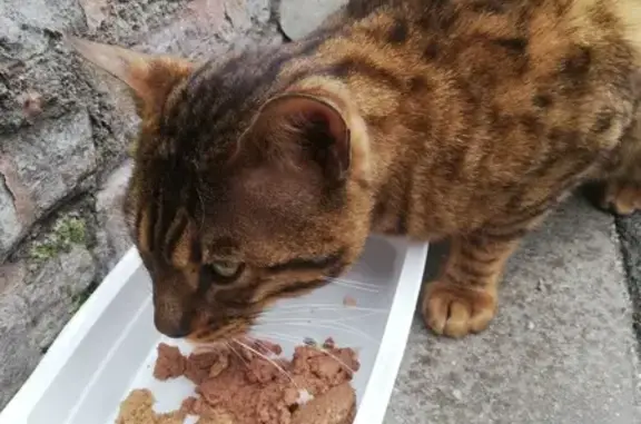 Chat tigré trouvé à Armentières - photo