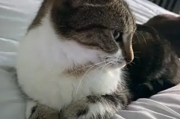 Animaux perdus Chaumont, photo: Chatte perdue Rue B. Pascal