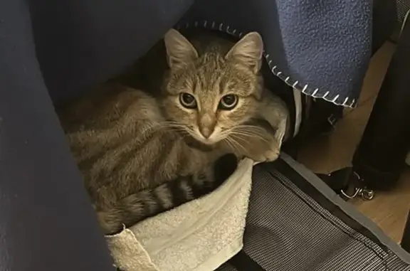 Chat perdu, Champagne-au-Mont-d'Or, photo: Chat tigré perdu - Mâle 2 ans pucé