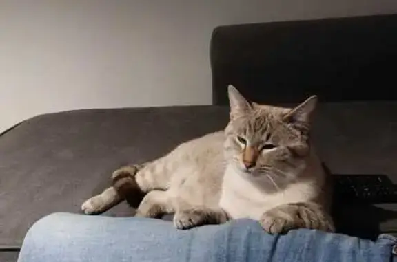 Animaux perdus Grand-Fougeray, photo: Alerte: Deux chats malinois perdus