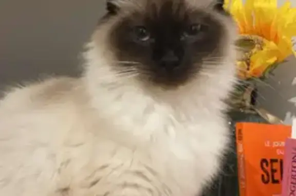 Animaux perdus Pau, photo: Chat Birman Perdu à Pau 03/04
