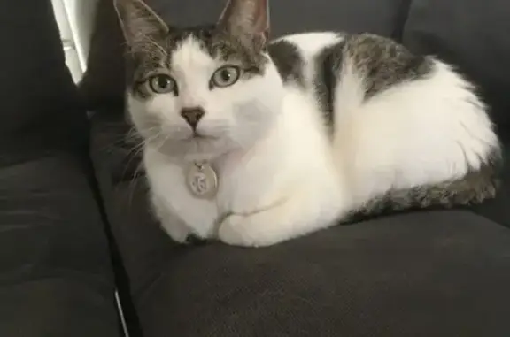 Chat perdu, , photo: Chatte blanche/tigrée perdue - Landavran