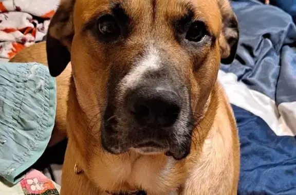 Lost Friendly Boxer Mix - Peacock Ln 5936!