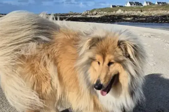 Chien perdu , photo : Ubby, Colley perdu à Saint-Vougay