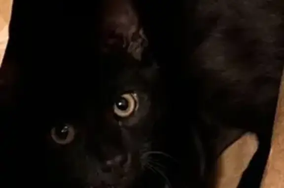 Lost Cat Casper: Help Find Our Black Kitten!