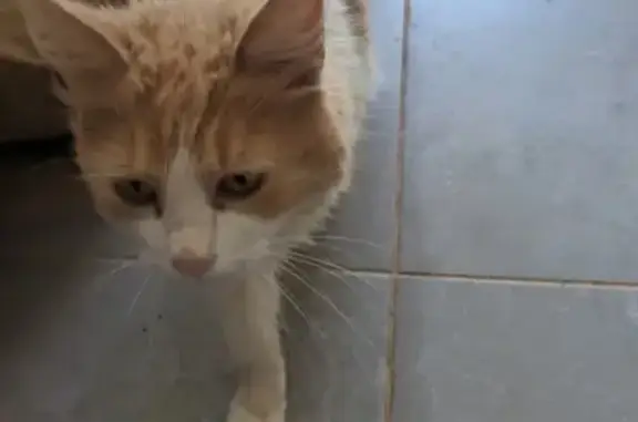Chat blanc/roux perdu - Yvrac - photo