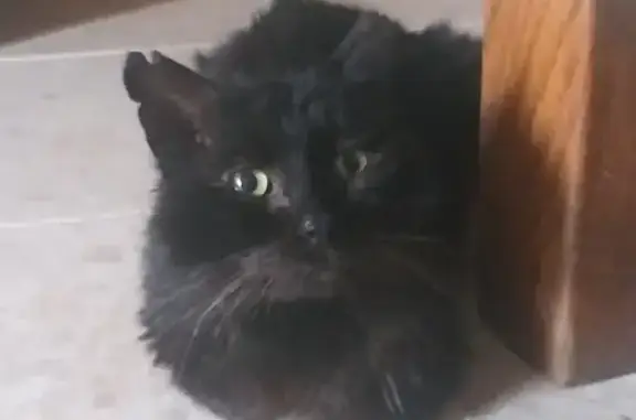 Chat noir blessé trouvé à Channay - photo