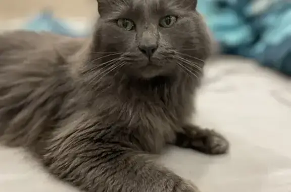 Chat trouvé Illzach, photo: Chat gris câlin trouvé à Illzach