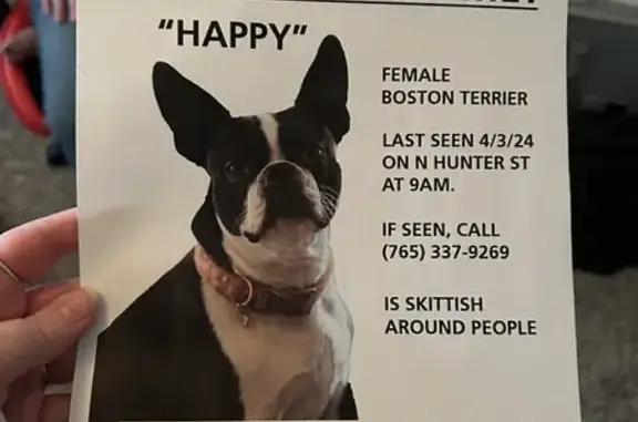 Lost Boston Terrier on Valley Dr. - Help!
