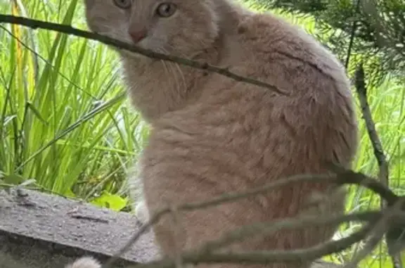 Chat égaré au Haillan cherche foyer - photo