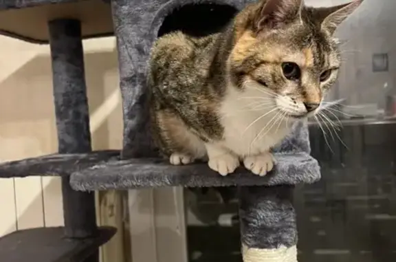 Animaux perdus , photo: Chatte tricolore sourde perdue