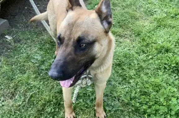 Chien malinois trouvé près Mauriac - photo