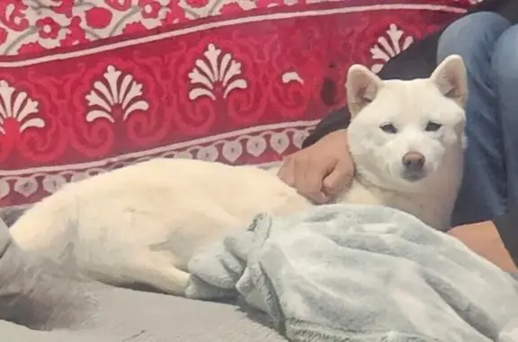Lost Shiba Mix in Irving - Help Find Her!