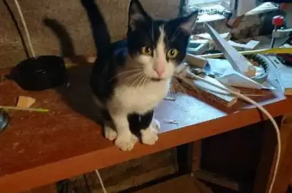 Chaton noir et blanc trouvé - photo