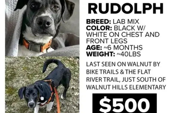 Lost Dog: Archer/Rudolph - $500 Reward!
