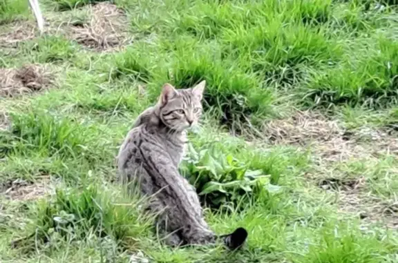 Chat tigré non castré trouvé - photo