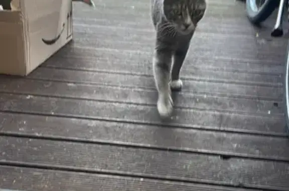Chat perdu retrouvé à Lille - photo