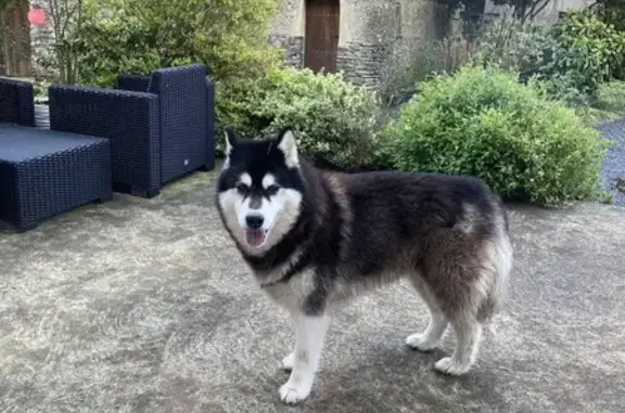 Chien Husky menaçant trouvé D399 - photo