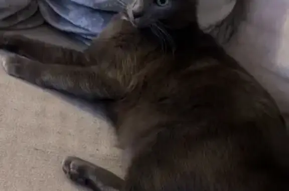 Animaux perdus Arbois, photo: Chat gris tatoué perdu à Arbois