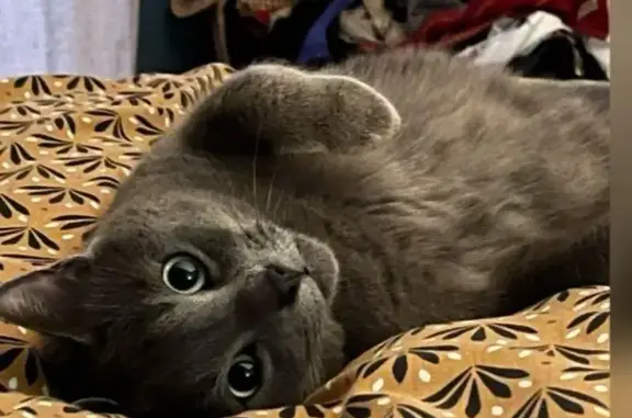 Chat perdu, Thionville, photo: Chat bleu russe perdu à Thionville