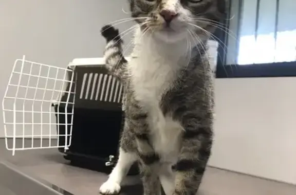 Chatte tigrée trouvée à Metz - photo