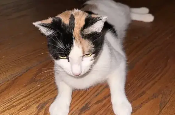 Lost Calico Cat - 2921 Chippewa St. STL