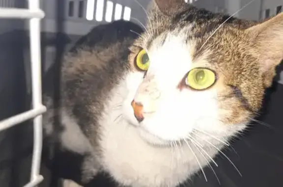 Chat tigré trouvé à Sotteville - photo