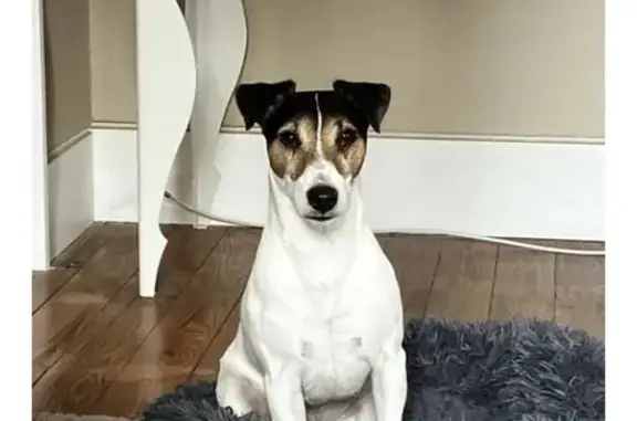 Chien perdu , photo : Chien Jack Russel perdu - Loky