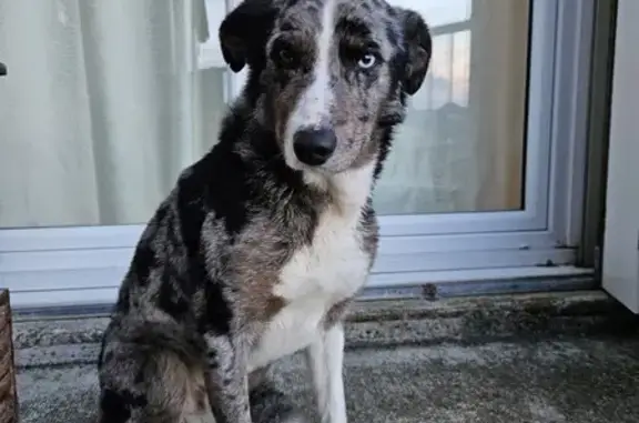 Chien merle aux yeux vairons trouvé - photo