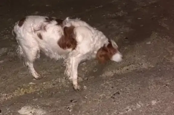 Chien perdu D932 Nauroy retrouvé - photo