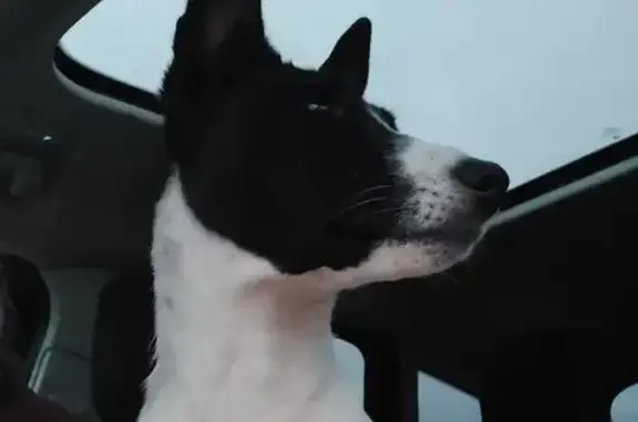 Chien trouvé Le Rheu, photo: Chien noir et blanc perdu D68