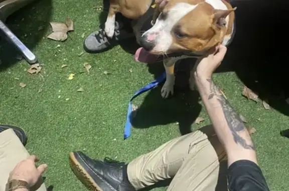 Staffy blanc/marron perdu retrouvé - photo