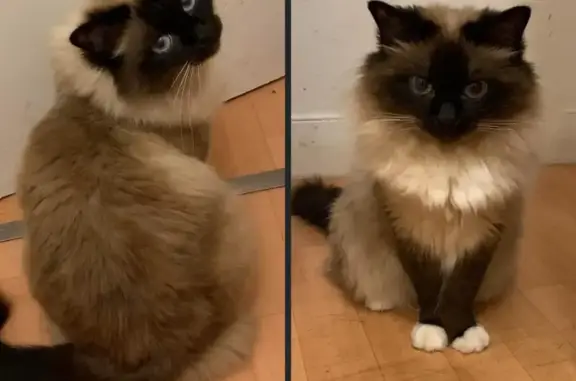 Chat perdu, Tréguier, photo: Mitsuko, chat sacré de Birmanie perdu