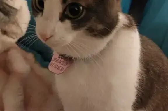Animaux perdus Talence, photo: Chatte Lola tigrée perdue à Talence