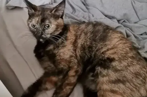 Chat écaille femelle trouvé à Rouen - photo