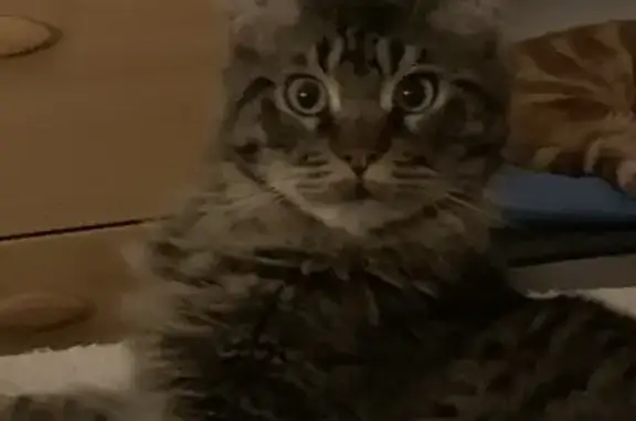 Animaux perdus Saint-Denis, photo: Chat tigré perdu - 331FHE