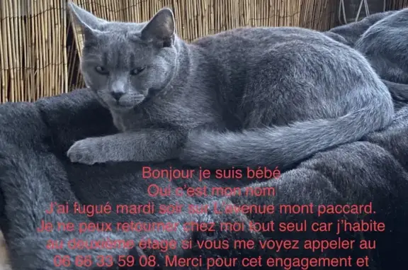 Chat perdu, Saint-Gervais-les-Bains, photo: Chat gris perdu - Aidez Sven !