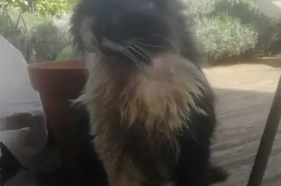 Chat noir et blanc rasé trouvé - photo
