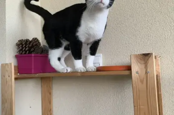 Trouvé: Chat noir et blanc à Brindas - photo