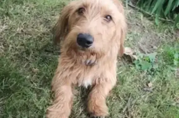 Chien perdu , photo : Chien fauve breton perdu