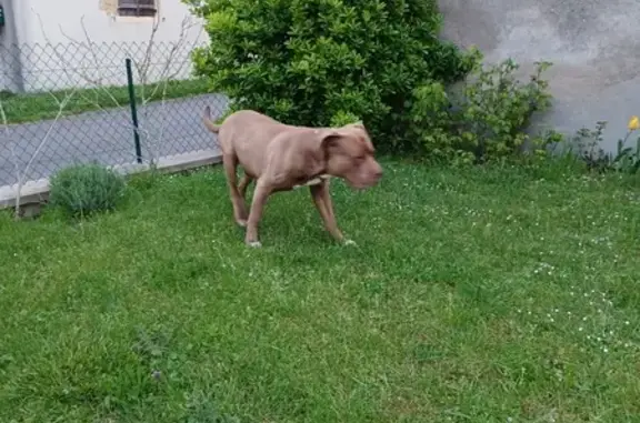 Chien trouvé , photo: Chien bouledogue trouvé à Mornay