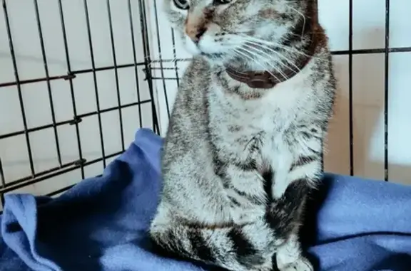 Chat aux yeux verts perdu - Urgent - photo